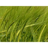 Ячмінь озимий Луран 1 репродукція