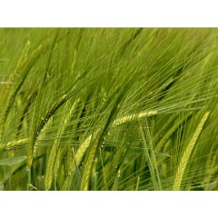 Ячмінь озимий Луран 1 репродукція