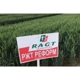 Пшениця озима РЖТ Реформ 1 репродукція