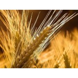 Ячмінь озимий Ханнелоре 1 репродукція