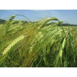 Ячмінь озимий Арканда 1 репродукція
