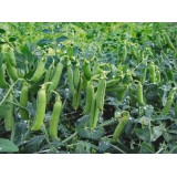 Горох Кенцо 1 репродукція